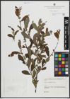 Foto von Salix atrocinerea Brot.